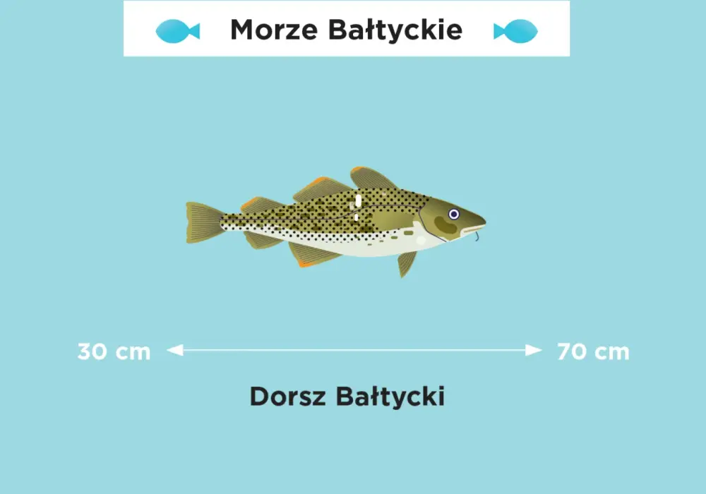 Jak się pisze Morze Bałtyckie? Uniknij tych powszechnych błędów