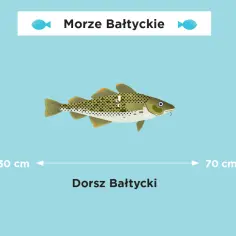 Jak się pisze Morze Bałtyckie? Uniknij tych powszechnych błędów